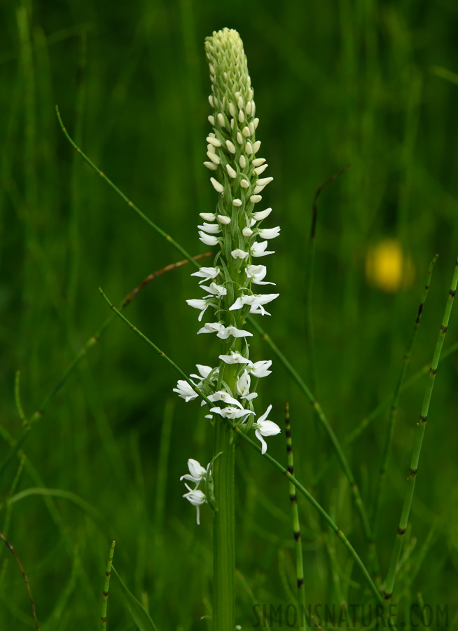 Platanthera dilatata [400 mm, 1/250 sec at f / 11, ISO 1600]